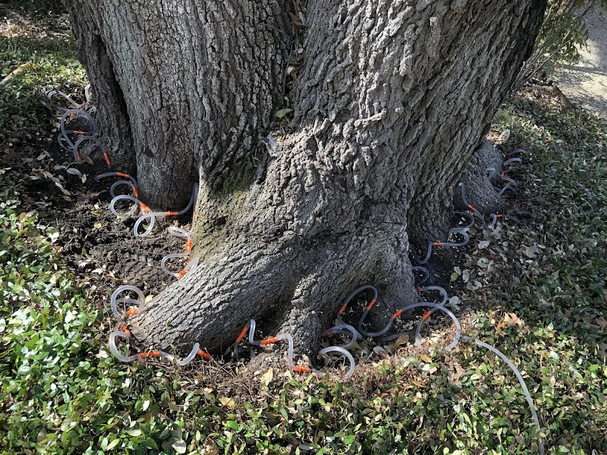 Detailed Tree Cabling and Bracing job site in Cushing