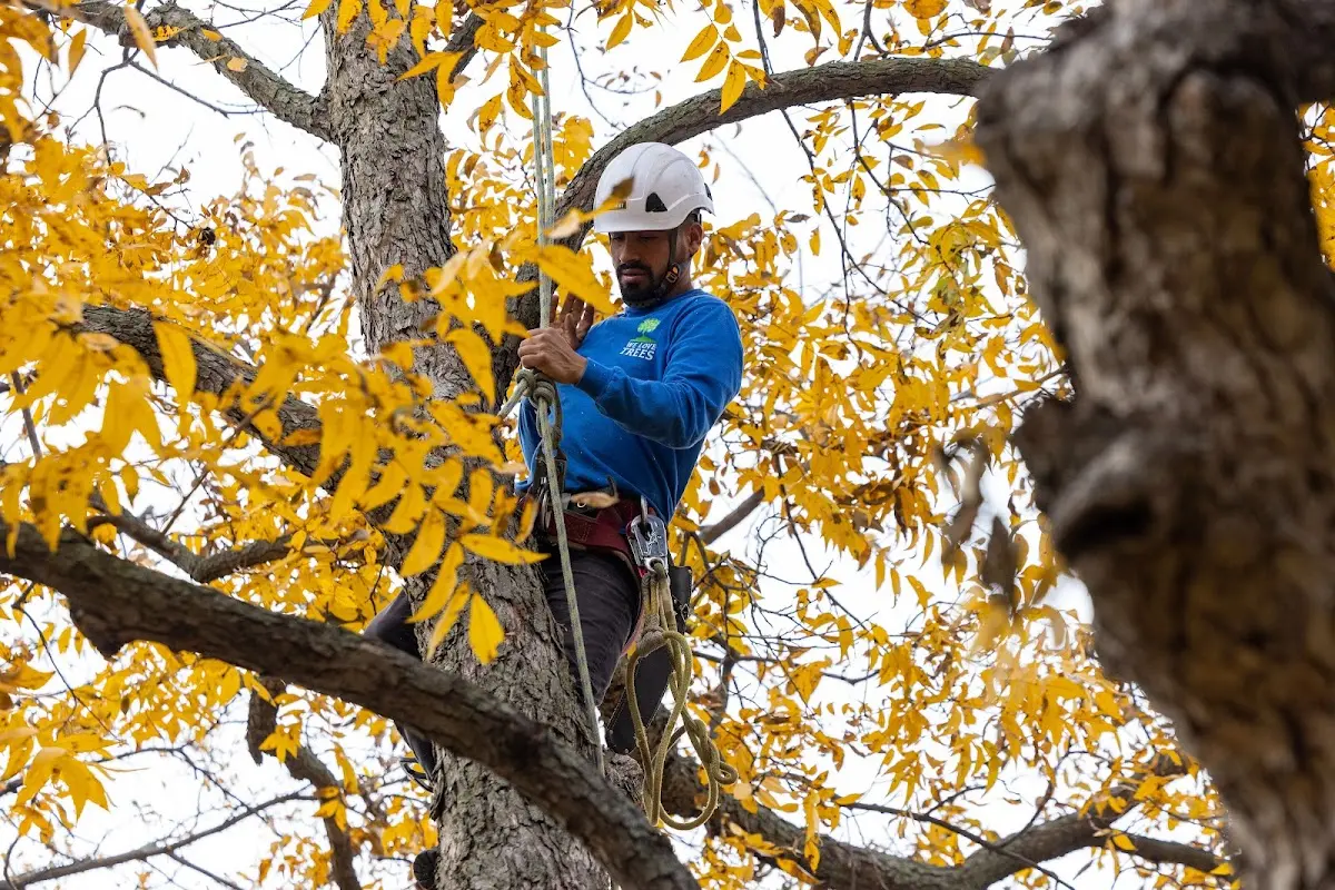 Skilled Tree Planting crew working in Cushing